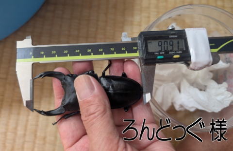 クオリコウカ オオクワガタ佐賀県千代田産74ミリペア販売/クワガタ工房 虫吉